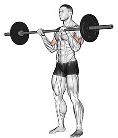 TOP 6 vježbi za masivni razvoj bicepsa! Koje su to vježbe pogledajte klikom na link.