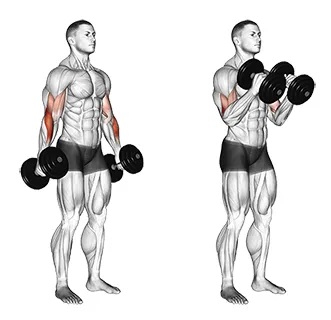 4 vježbe za savršen biceps!